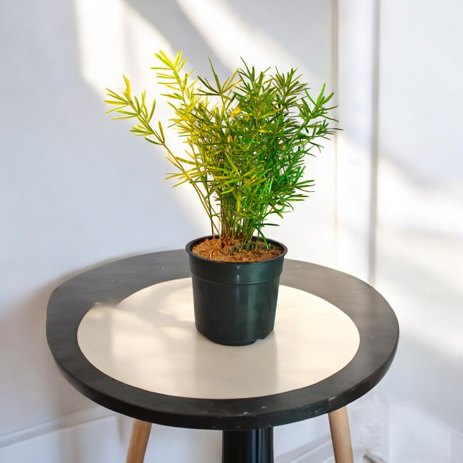 Asparagus Mary Grass (Indoor Plant) Live Plant for Home and Office Desk Decor 